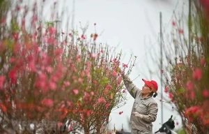 2025 Lunar New Year holiday plan submitted to PM 2025 Lunar New Year holiday plan submitted to PM