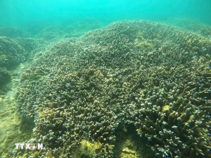 Nha Trang bay marine ecosystem records positive recovery Nha Trang bay marine ecosystem records positive recovery