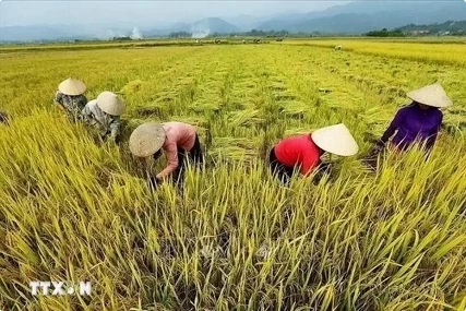 Vietnam working to improve efficiency of law implementation on human rights: Expert Vietnam working to improve efficiency of law implementation on human rights: Expert