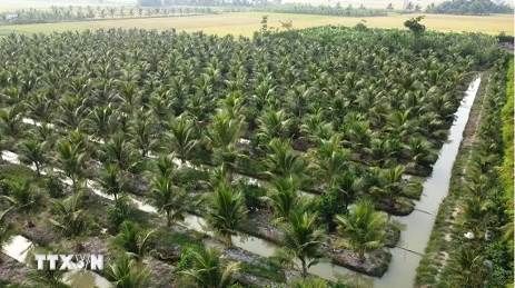 Nine coconut growing areas in Tra Vinh qualified to export to China Nine coconut growing areas in Tra Vinh qualified to export to China