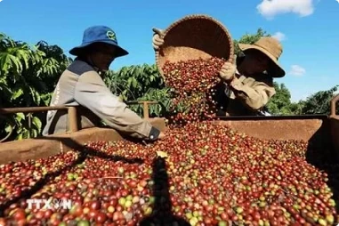 Agricultural exports likely to exceed 60 billion USD amid challenges Agricultural exports likely to exceed 60 billion USD amid challenges