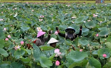 Upcoming startup forum to address green economy in Mekong Delta Upcoming startup forum to address green economy in Mekong Delta