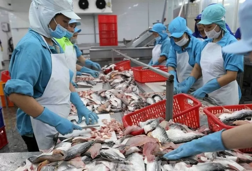 Tra fish sector aiming for production, processing greening for sustainable development Tra fish sector aiming for production, processing greening for sustainable development