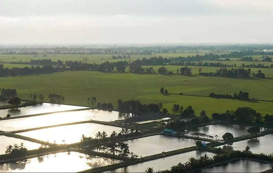 Vùng nuôi cá tra theo mô hình liên kết của IDI. Vùng nuôi cá tra theo mô hình liên kết của IDI.