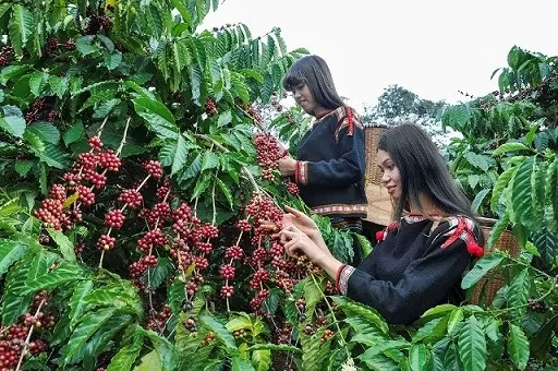 Coffee exports set to hit 5.6 billion USD in 2024 Coffee exports set to hit 5.6 billion USD in 2024