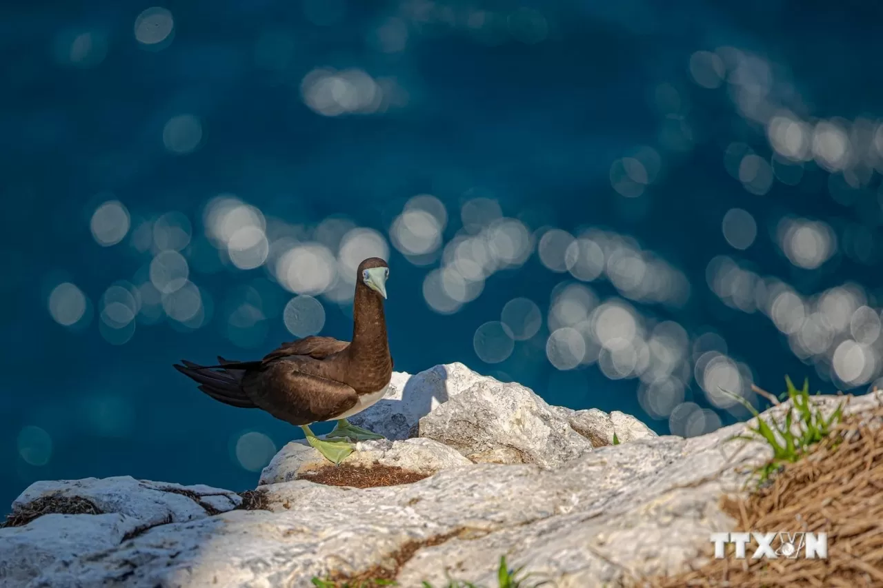 Hon Trung bird sanctuary has become a habitat and breeding ground for many rare bird species. (Photo: VNA) Hon Trung bird sanctuary has become a habitat and breeding ground for many rare bird species. (Photo: VNA)