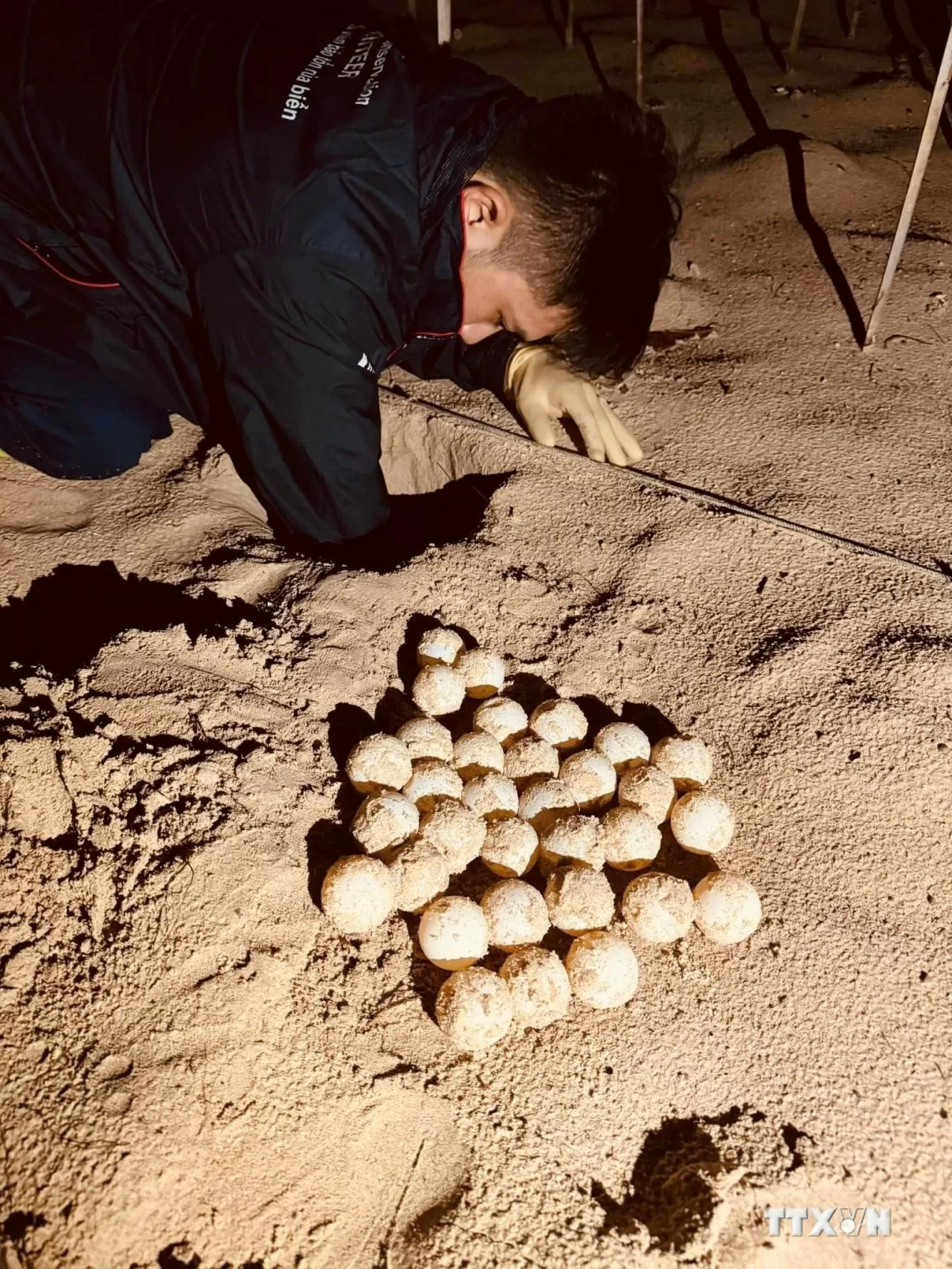 Volunteers have assisted the Côn Đảo National Park's Forest Rangers in conservation efforts for sea turtles, such as monitoring, safely relocating 424 nests with 44,006 eggs, successfully releasing 12,238 hatchling turtles into the sea, filling in turtle nesting areas, and cleaning the turtle egg incubation ponds... (Photo: VNA)