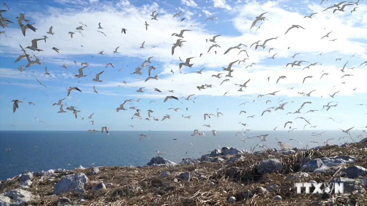 Con Dao national park awarded Vietnam record for Hon Trung seabird nesting site Con Dao national park awarded Vietnam record for Hon Trung seabird nesting site