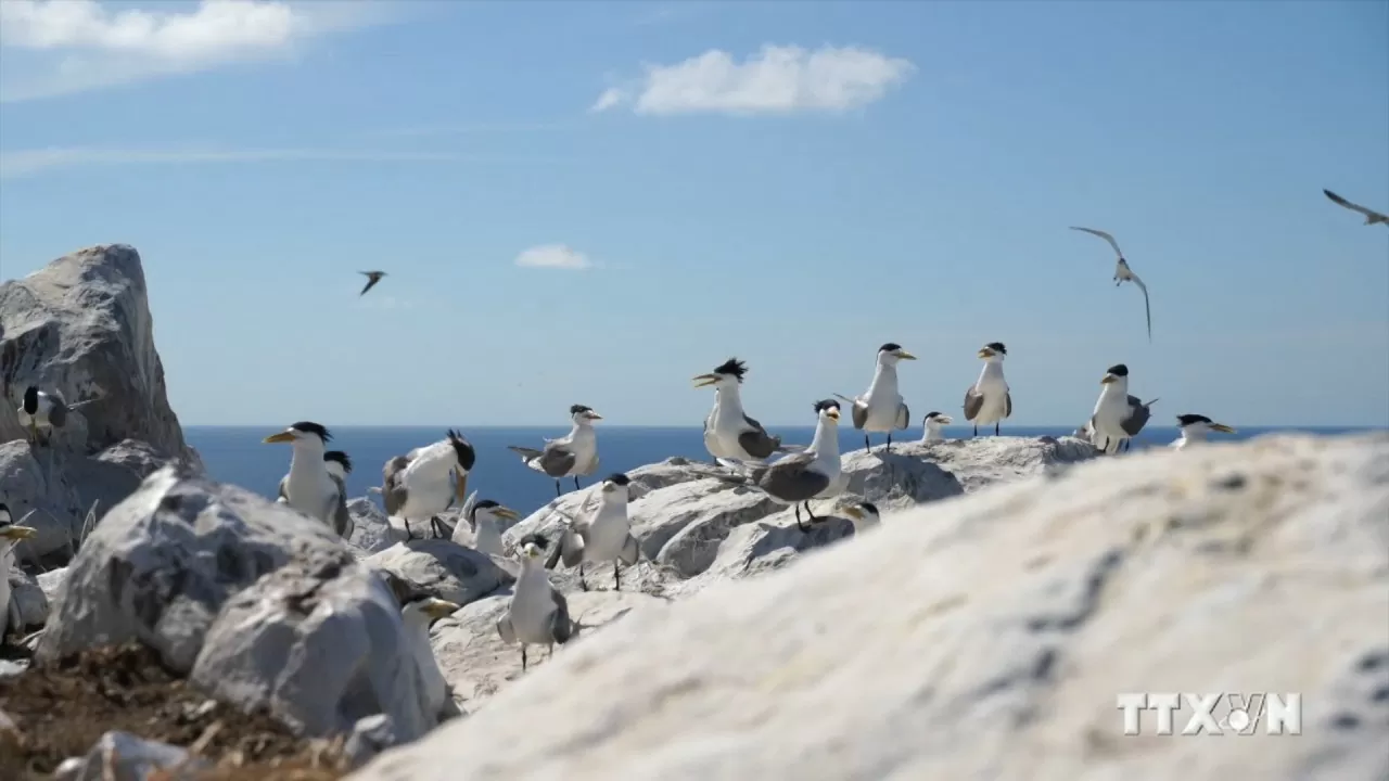 Con Dao national park awarded Vietnam record for Hon Trung seabird nesting site Con Dao national park awarded Vietnam record for Hon Trung seabird nesting site