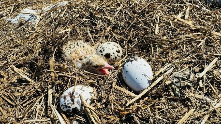 Con Dao national park awarded Vietnam record for Hon Trung seabird nesting site