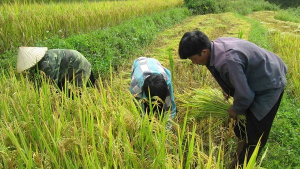 Agricultural sector’s trade surplus reaches 16.5 billion USD: Deputy Minister