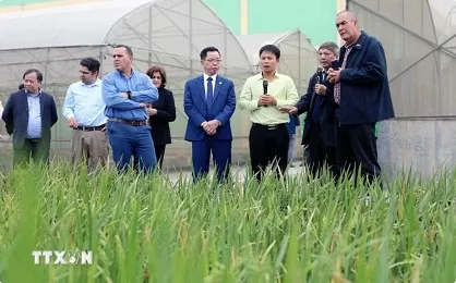 Cuban delegation explores agricultural production in Thai Binh Cuban delegation explores agricultural production in Thai Binh