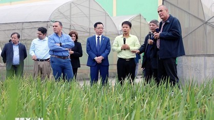 Cuban delegation studies agricultural production in Thai Binh