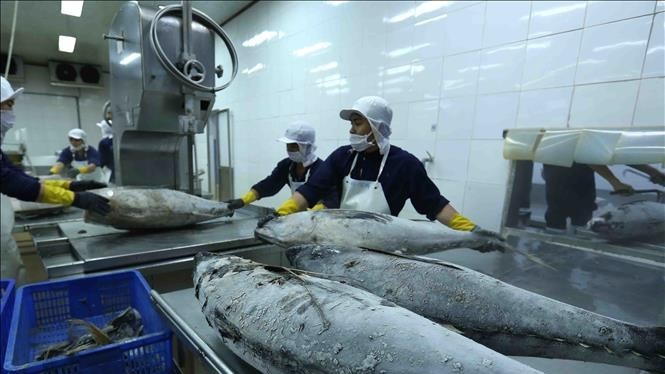Vietnam’s tuna exports get larger market shares in key markets