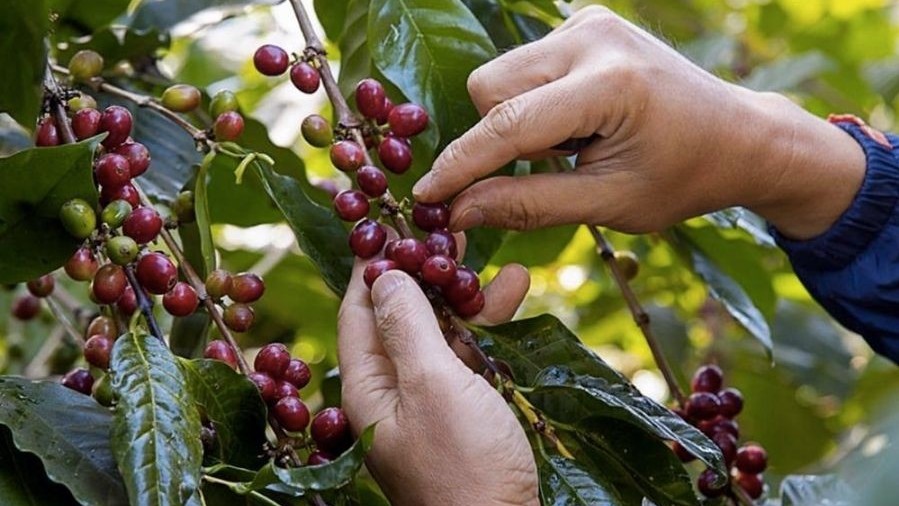 Vietnam’s coffee exports may reach top 5 billion USD for first time