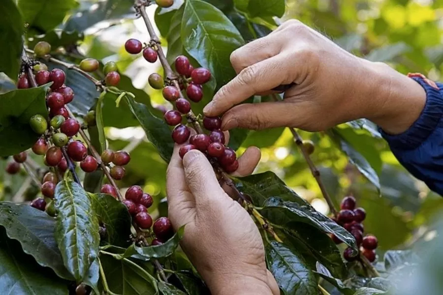 Vietnam’s coffee exports possibly top 5 billion USD for first time Vietnam’s coffee exports possibly top 5 billion USD for first time