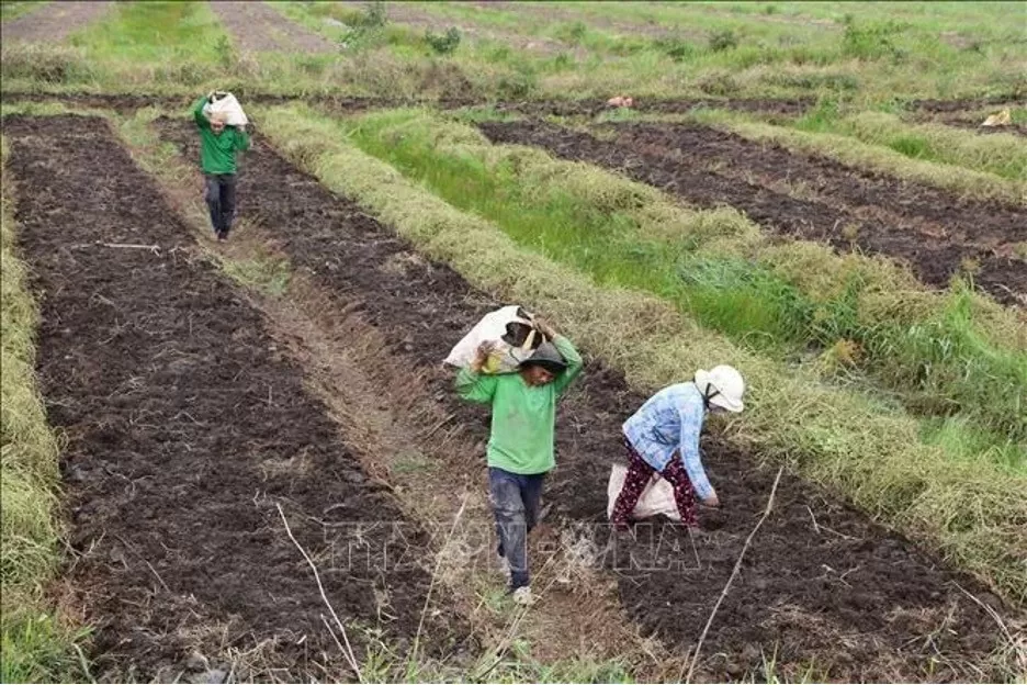 Farmers harvest winged yam in Long An province’s Thuan Hoa district. (Photo: VNA) Farmers harvest winged yam in Long An province’s Thuan Hoa district. (Photo: VNA)
