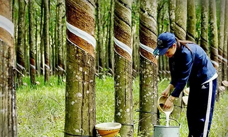 Rubber value soars in 2024: VRA Rubber value soars in 2024: VRA