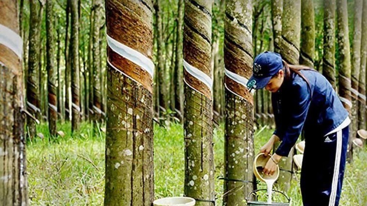 Rubber value raises in 2024: VRA