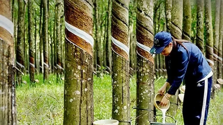 Rubber value raises in 2024: VRA