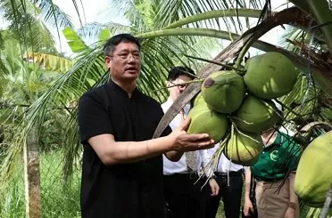 Chinese Consul General Wei Huaxiang visits a coconut farm in Cau Ke district, the Mekong Delta province of Tra Vinh, on December 20. (Photo: VNA) Chinese Consul General Wei Huaxiang visits a coconut farm in Cau Ke district, the Mekong Delta province of Tra Vinh, on December 20. (Photo: VNA)
