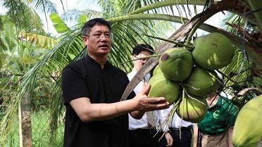 Chinese enterprises survey coconut raw material areas in southern Tra Vinh province