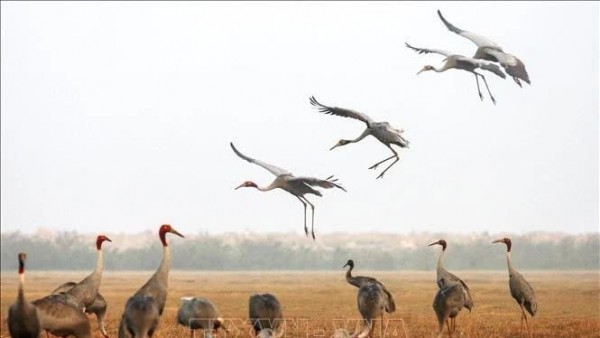 Dong Thap revives red-crowned crane population