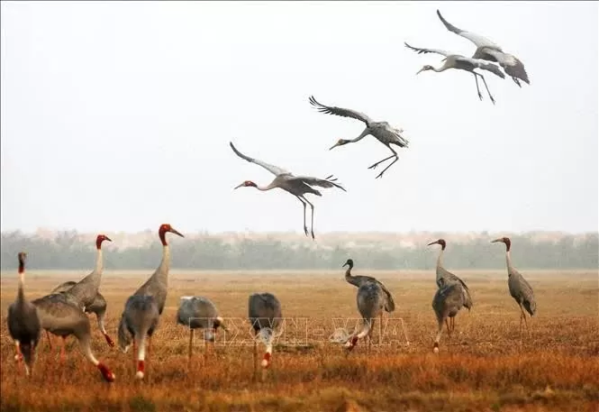 Dong Thap revives red-crowned crane population Dong Thap revives red-crowned crane population