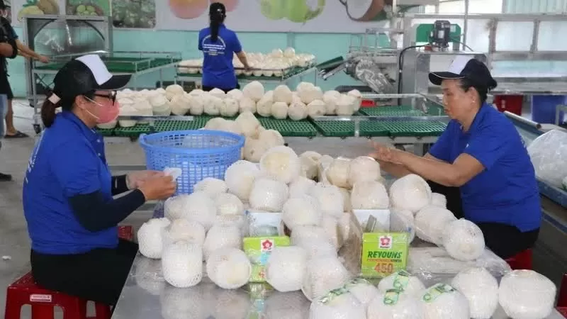 Processing fresh coconut for export at Hung Thinh Phat Cooperative, Cho Gao District, Tien Giang Province. (Photo: VNA) Processing fresh coconut for export at Hung Thinh Phat Cooperative, Cho Gao District, Tien Giang Province. (Photo: VNA)