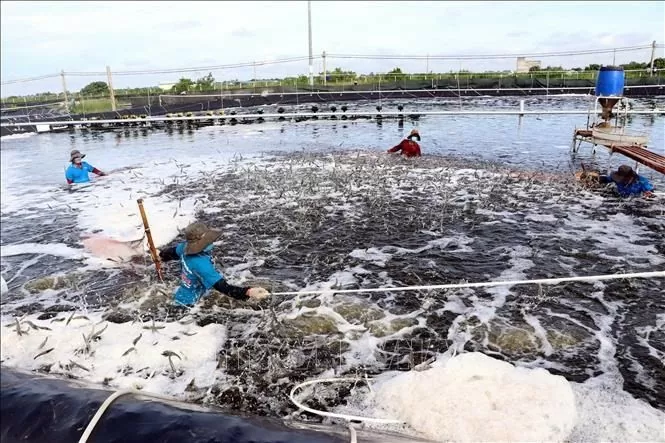 Soc Trang sets 1.9 billion USD export target for 2025 Soc Trang sets 1.9 billion USD export target for 2025