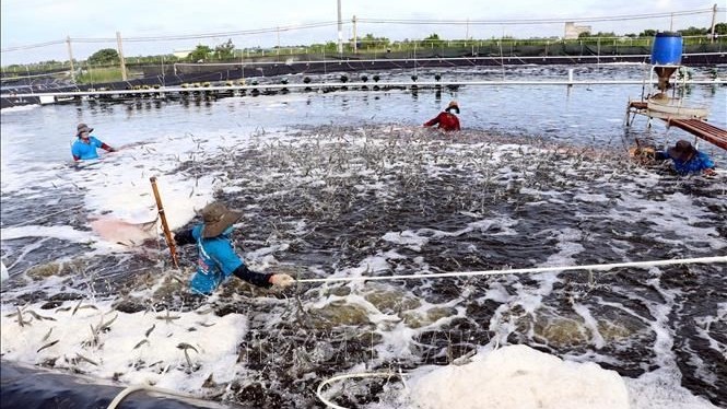 Soc Trang province sets 1.9 billion USD export target for 2025