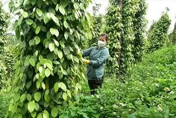 Vietnamese pepper: decline in volume, surge in value Vietnamese pepper: decline in volume, surge in value