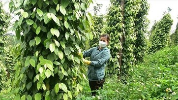 Vietnamese pepper sector: decline in volume, surge in value