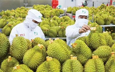Vietnam tightens fruit inspections after warning from China Vietnam tightens fruit inspections after warning from China