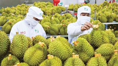 Vietnam tightens fruit inspections after notification from China: MARD
