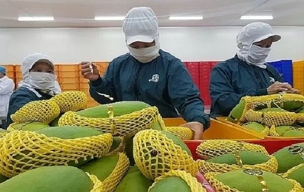 Vietnam eyes 8 billion USD in fruit, vegetable export value in 2025 Vietnam eyes 8 billion USD in fruit, vegetable export value in 2025