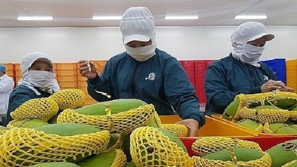 Vietnam looks for 8 billion USD in fruit, vegetable export value this year