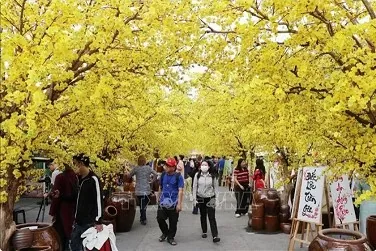 Tet Viet Festival opens in HCM City Tet Viet Festival opens in HCM City