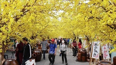 Tet Viet Festival held in Ho Chi Minh City to celebrate Lunar New Year