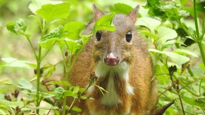 National programme for endangered wildlife species conservation approved