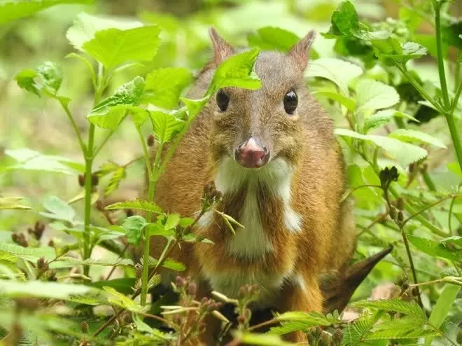 A Tragulus kanchil at Ben En National Park, Thanh Hoa province (Photo: VNA)