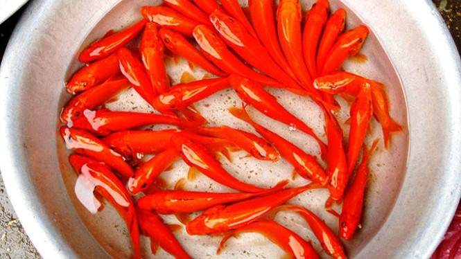 Hanoi markets bustle as local people prepare for Kitchen Gods’ Day