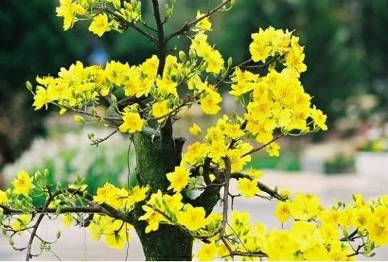 Flower decoration a Tet tradition