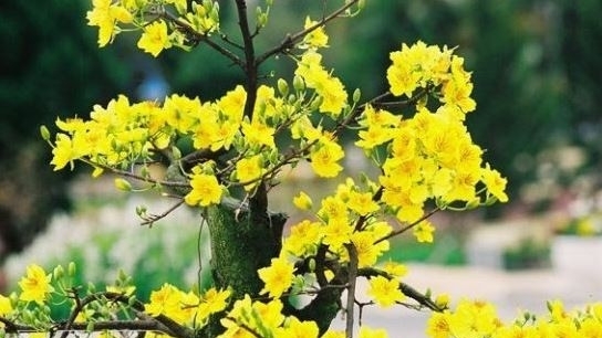 Flower decoration a Tet tradition and fresh start to the coming annum