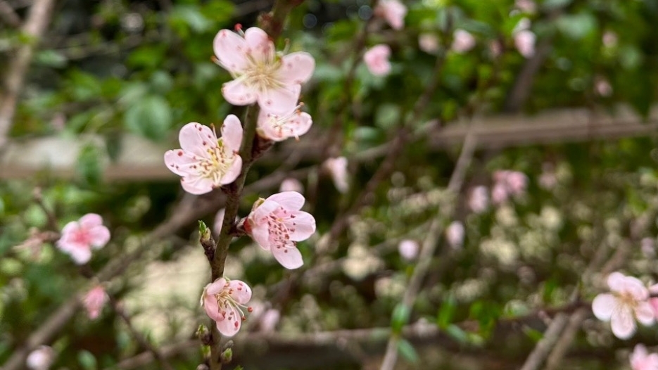 Peach blossoms illuminate Vietnam's traditional Tet celebrations