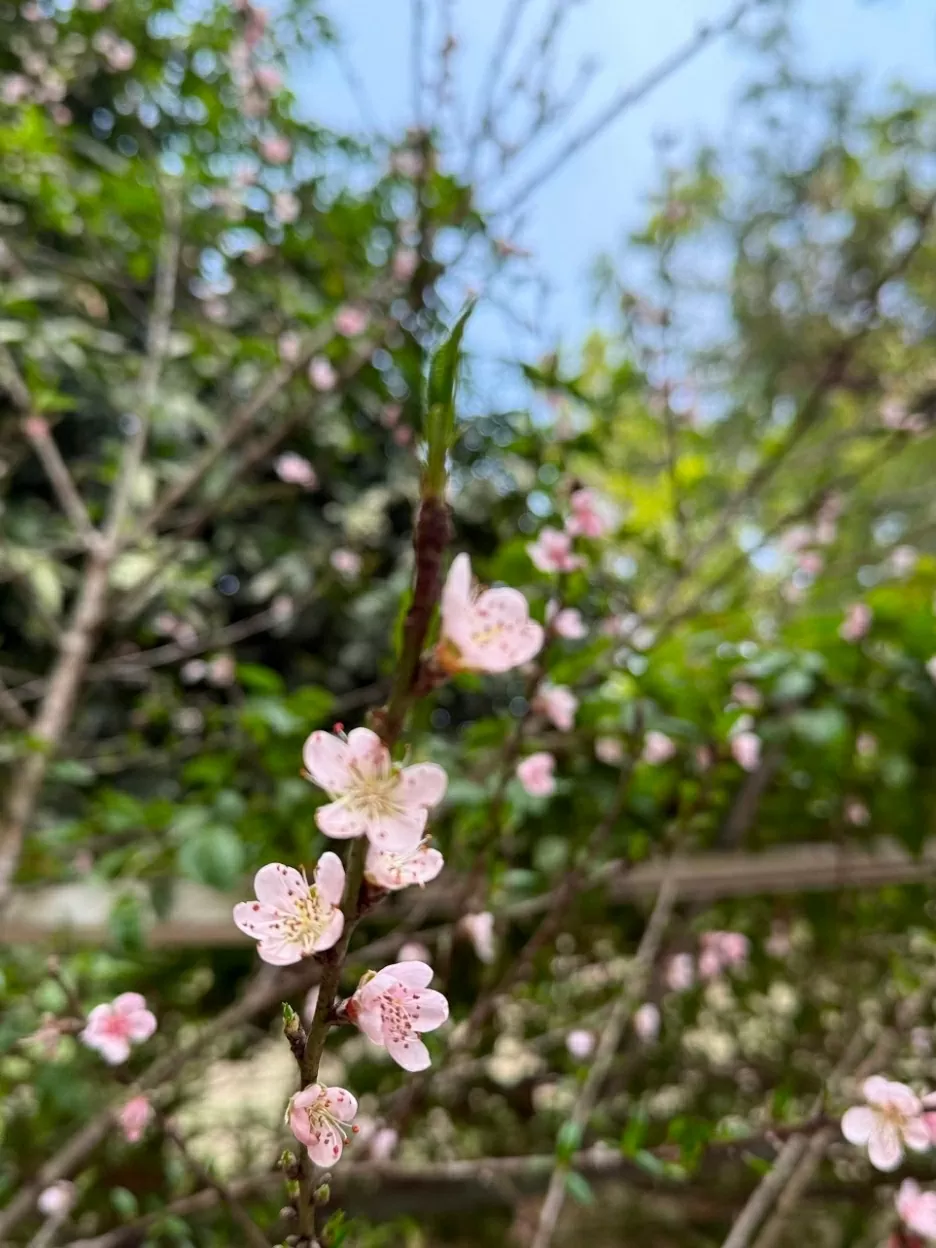 Light pink peach blossoms features a large booms with numerous petals. (Photo: Thanh Chau)