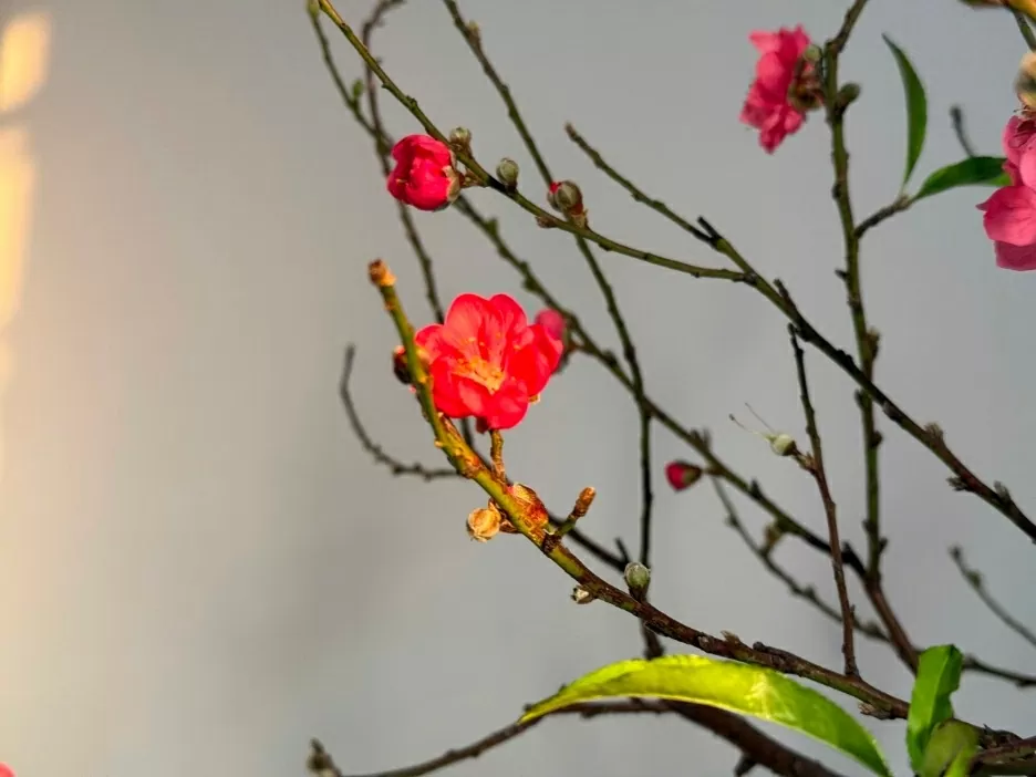 Dark pink peach blossoms, known as Peach blossoms illuminate Vietnam's traditional Tet celebrations