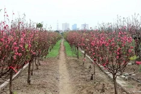 The peach blossom gardern in Nhat Tan, Ha Noi. (Photo: VNA)