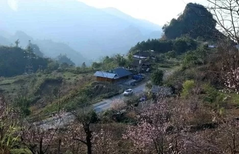 The peach blossoms colour the villages across Northwest as Tet and spring approach. (Photo: VNA) The peach blossoms colour the villages across Northwest as Tet and spring approach. (Photo: VNA)