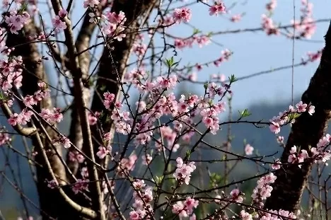 The lively beauty of peach blossoms represents a prosperous new year. (Photo: VNA)